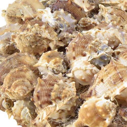 Product Shell wreath wall decoration natural decoration wreath for hanging Ø35cm