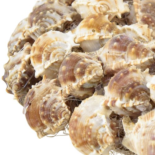 Product Shell wreath for hanging shell decoration brown coconut Ø24cm