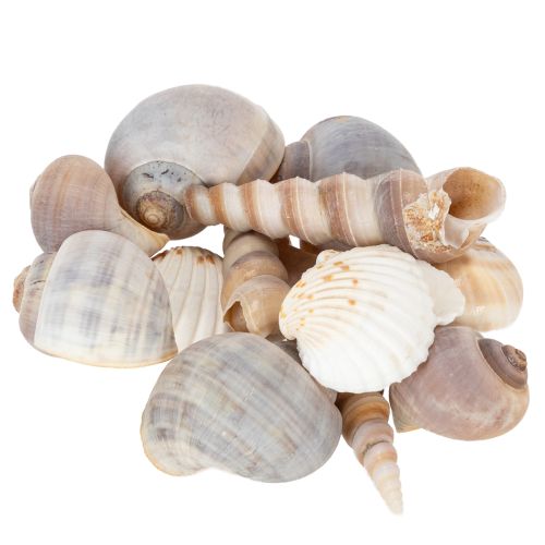 Shells and snails Natural maritime decorative items for stylish interior design 500g