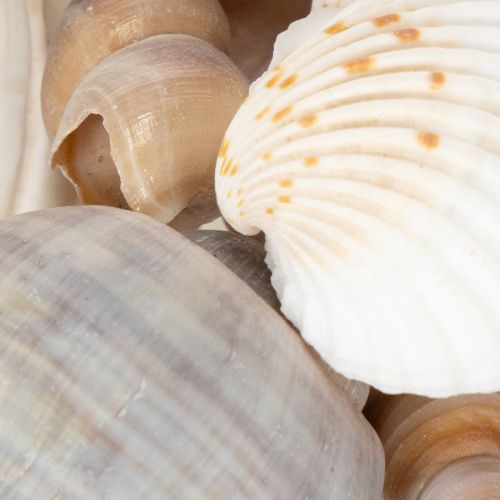 Product Shells and snails Natural maritime decorative items for stylish interior design 500g