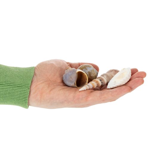 Product Shells and snails Natural maritime decorative items for stylish interior design 500g
