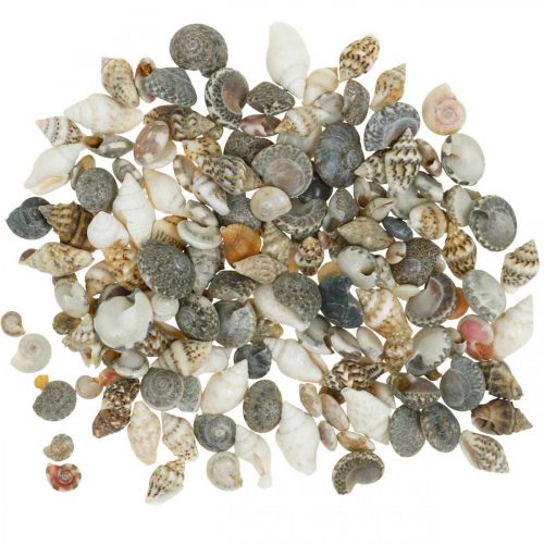 Floristik24 Deco snail shell mini nature mix maritime decoration 1kg