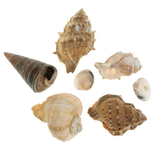 Floristik24 Shell assortment natural 500g