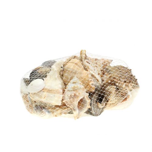 Floristik24 Shell assortment natural 500g