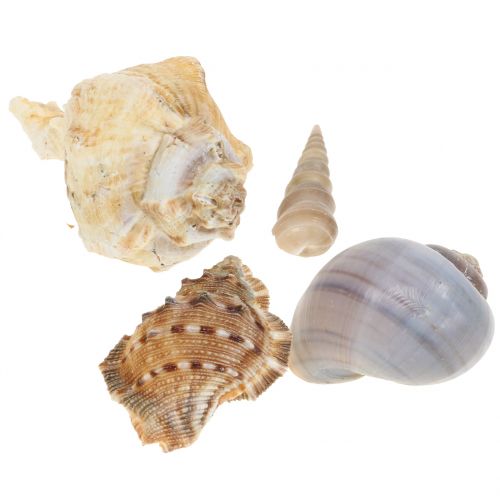 Floristik24 Mussel mix nature 500g