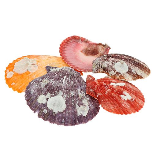 Floristik24 Shell mix in the net 200g
