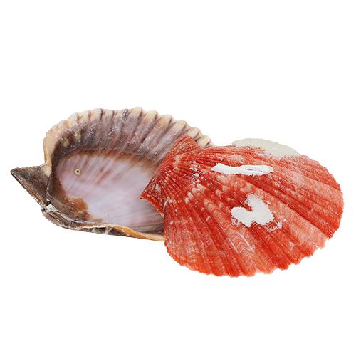 Floristik24 Shell mix in the net 200g