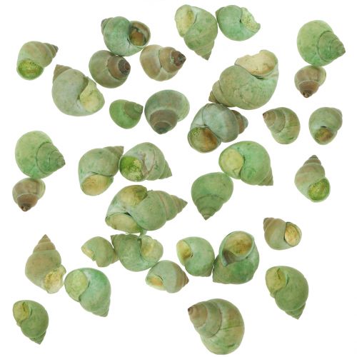 Floristik24 Snail shell assortment green 1kg