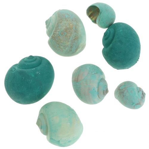 Floristik24 Snail shells assortment green 500g