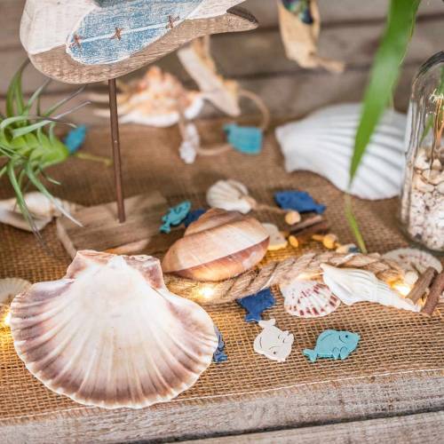 Product Shell decoration scallops natural 11-13cm 8pcs