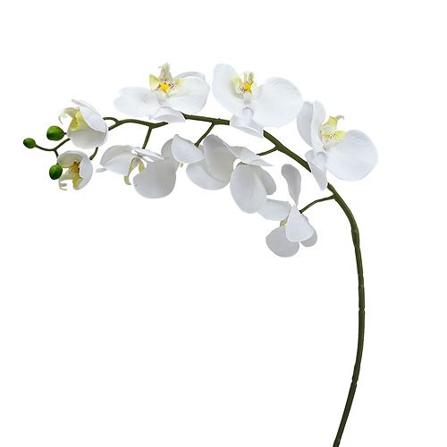Floristik24 Moth Orchid 75cm White