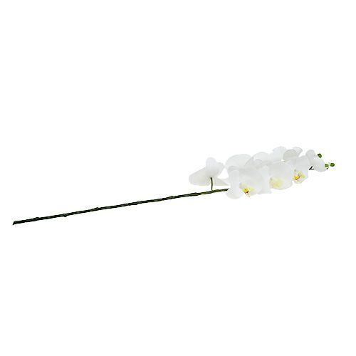 Floristik24 Moth Orchid 75cm White