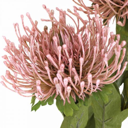 Floristik24 Autumn flower pincushion artificial Protea Rosa Leucospermum 73cm 3pcs