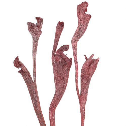 Floristik24 Natraj antler wood mix red, white washed 10 pieces