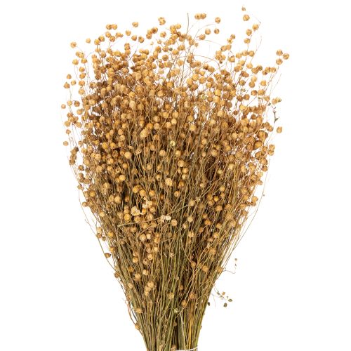 Floristik24 Natural flax dried grasses for dried flower arrangements Linum Natur 60cm 180g
