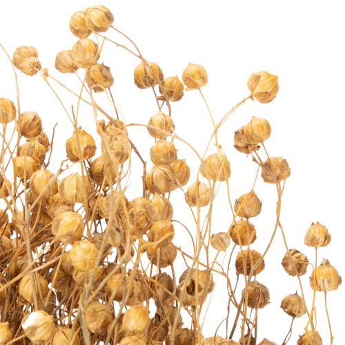 Product Natural flax dried grasses for dried flower arrangements Linum Natur 60cm 180g