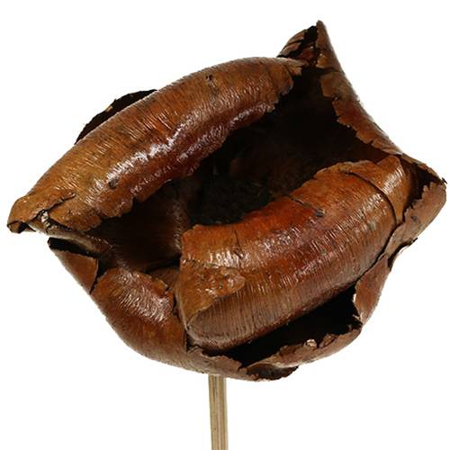 Product Natural Blossom, Palm Cup on a Stem Natural 25 pcs