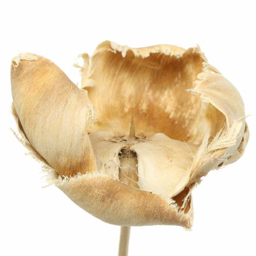 Product Natural Blossom, Palm Cup on a stick Bleached 25pcs