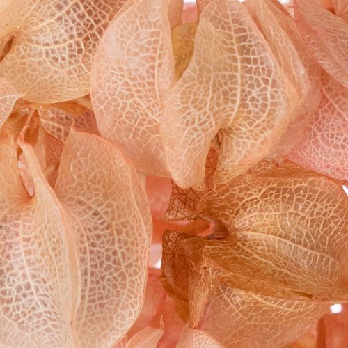 Product Dried flower stem creates a romantic atmosphere for any living area (75cm)