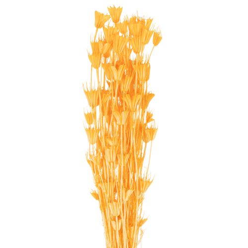 Nigella dried flower arrangement for long-term use. Elegant eye-catcher. 70cm 50g