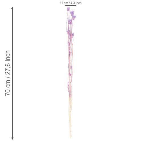 Product Dried Nigella flowers bouquet, decorative use in the living room, creates a unique ambience, 70cm, 50g