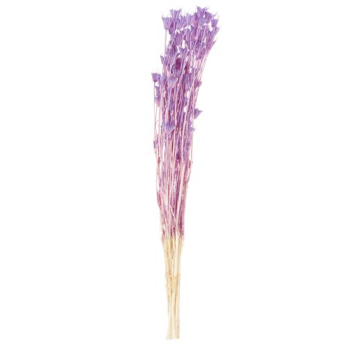 Product Dried Nigella flowers bouquet, decorative use in the living room, creates a unique ambience, 70cm, 50g