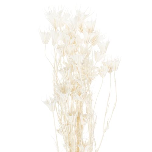 Dried Nigella flowers, bunch of elegant natural decoration for exclusive interiors, 70cm, 50g