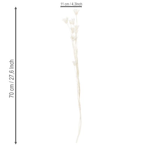 Product Dried Nigella flowers, bunch of elegant natural decoration for exclusive interiors, 70cm, 50g