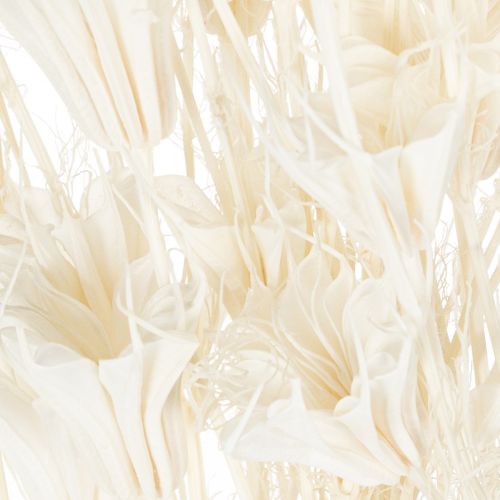 Product Dried Nigella flowers, bunch of elegant natural decoration for exclusive interiors, 70cm, 50g