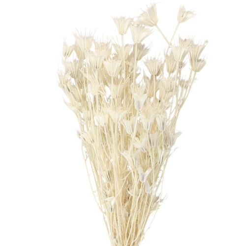 Floristik24 Nigella Orientalis Dried Flowers Black Cumin White 50cm 100g