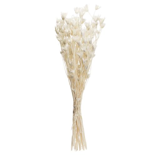 Product Nigella Orientalis Dried Flowers Black Cumin White 50cm 100g