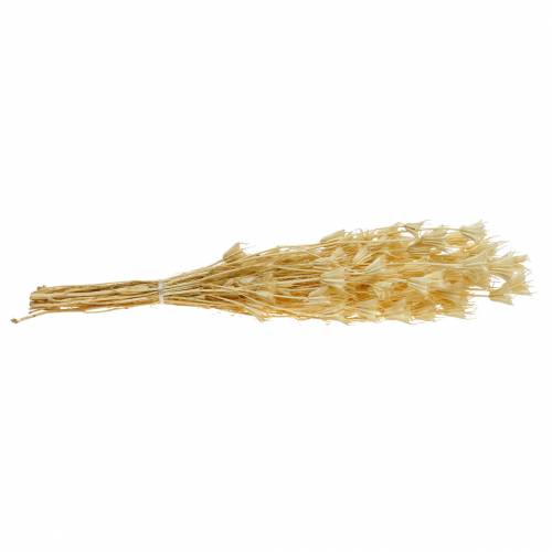 Floristik24 Dried Flower Seeds Black Cumin Bleached 100g