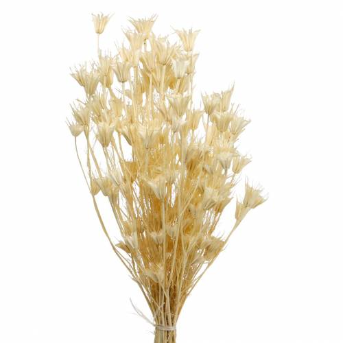 Floristik24 Dried Flower Seeds Black Cumin Bleached 100g