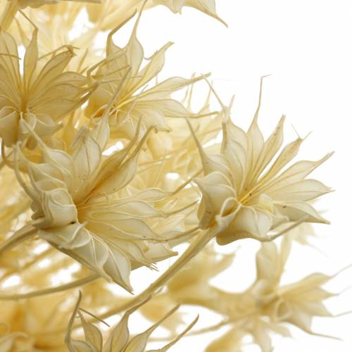 Floristik24 Dried Flower Seeds Black Cumin Bleached 100g