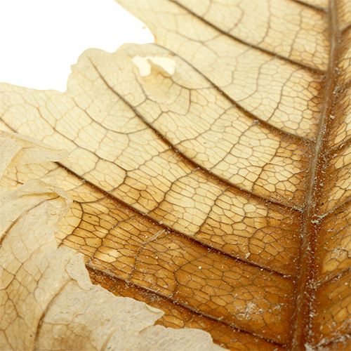 Product Oak Leaf bleached 35pcs