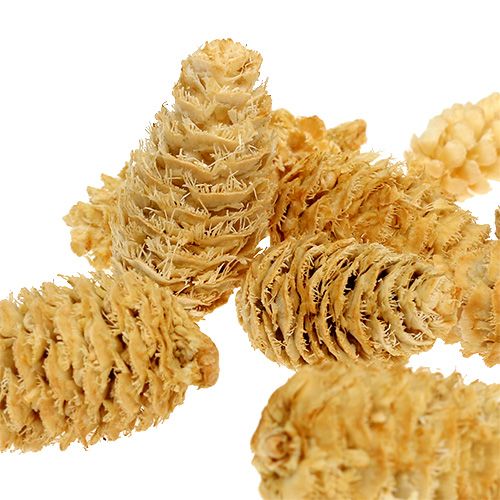 Floristik24 Omorika cones grated bleached 600g