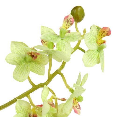 Floristik24 Orchid 97cm light green