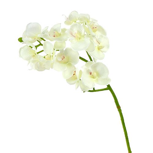 Floristik24 Orchid cream-white L57cm 6pcs