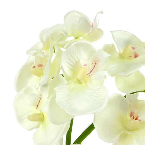 Product Orchid cream-white L57cm 6pcs