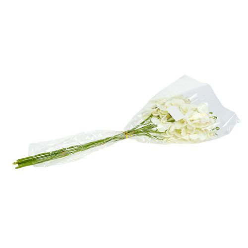 Product Orchid Cream-White L57cm 6 pcs