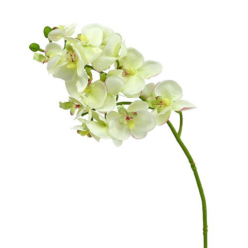 Floristik24 Orchid light green 56cm 6pcs