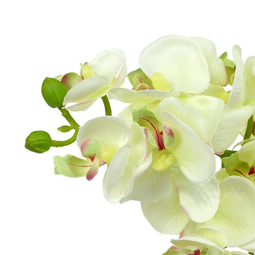 Product Orchid light green 56cm 6pcs