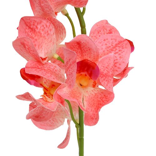 Product Orchid Mokara Salmon 50cm 6pcs