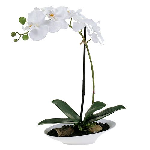 Floristik24 Orchid Phalaenopsis in cup white H40cm