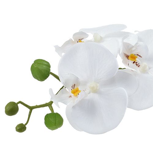 Floristik24 Orchid Phalaenopsis in cup white H40cm
