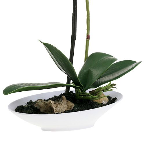 Floristik24 Orchid Phalaenopsis in cup white H40cm
