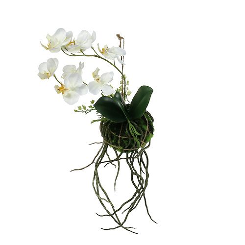 Floristik24 Orchid Phalaenopsis for hanging H26cm Cream