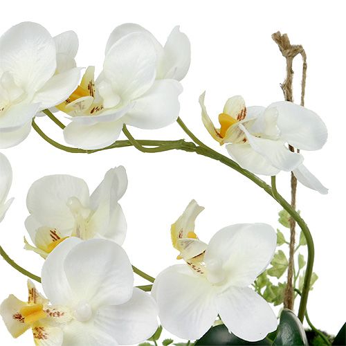 Product Orchid Phalaenopsis for hanging H26cm Cream