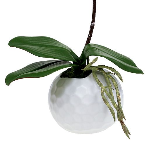 Product Pink orchid in ceramic pot 31cm