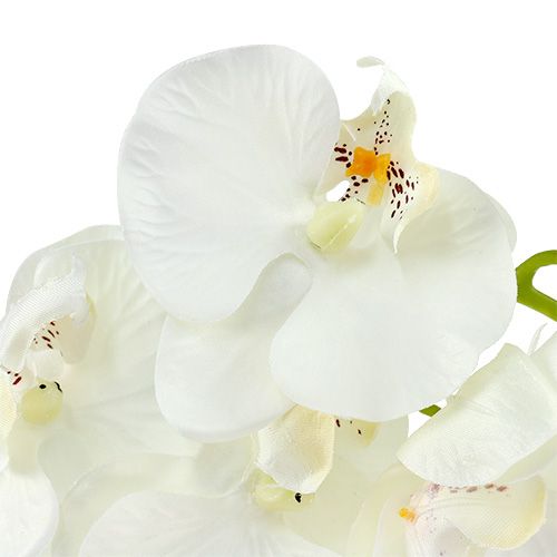 Product Orchid white artificial L73cm 4pcs